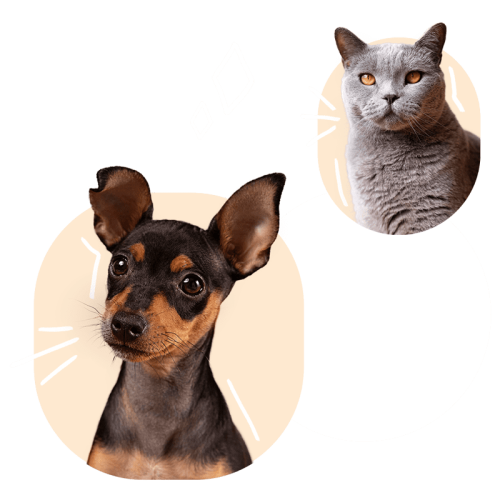 Chef for Pets - comida de verdade